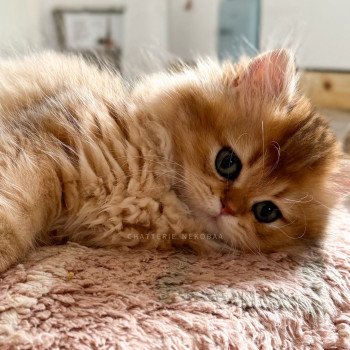 chaton British Longhair black golden shaded Nezuko Chatterie Nekobaa chaton British Longhair black golden shaded Nezuko Chatterie Nekobaa