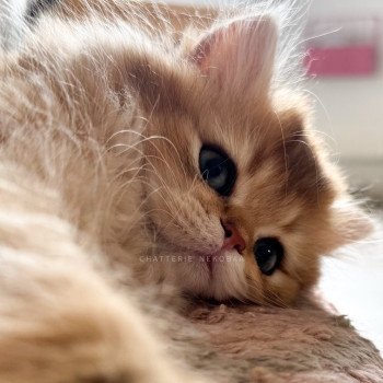 chaton British Longhair black golden shaded Nezuko Chatterie Nekobaa chaton British Longhair black golden shaded Nezuko Chatterie Nekobaa