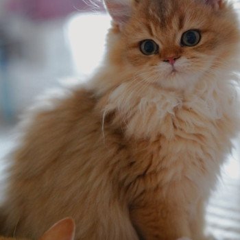 chaton British Longhair black golden shaded Nezuko Chatterie Nekobaa