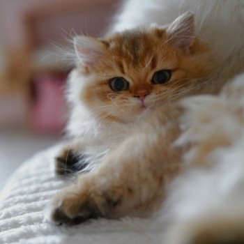 Nezuko Femelle British Longhair