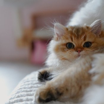 chaton British Longhair black golden shaded Nezuko Chatterie Nekobaa