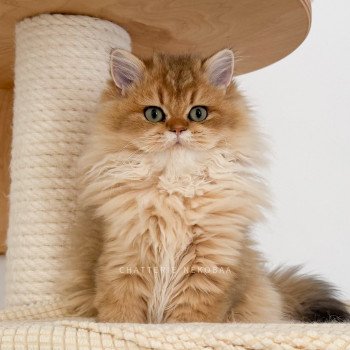 chaton British Longhair black golden shaded Nezuko Chatterie Nekobaa