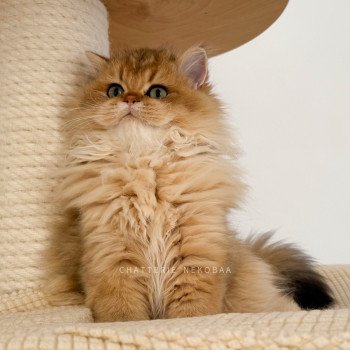chaton British Longhair black golden shaded Nezuko Chatterie Nekobaa