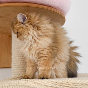 chaton British Longhair black golden shaded Nezuko Chatterie Nekobaa
