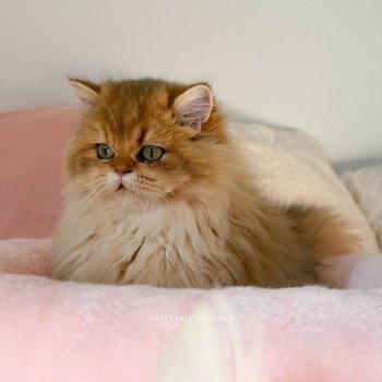 chat British Longhair black golden shaded Nezuko Chatterie Nekobaa