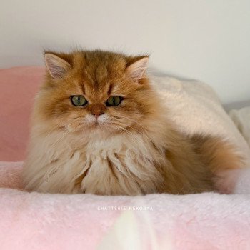 chat British Longhair black golden shaded Nezuko Chatterie Nekobaa