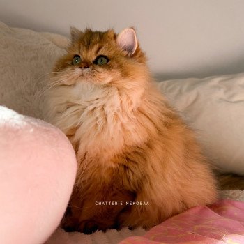 Nezuko Femelle British Longhair