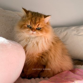chat British Longhair black golden shaded Nezuko Chatterie Nekobaa
