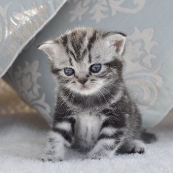 chat British Shorthair black silver blotched tabby Novella Chatterie Nekobaa chat British Shorthair black silver blotched tabby Novella Chatterie Nekobaa