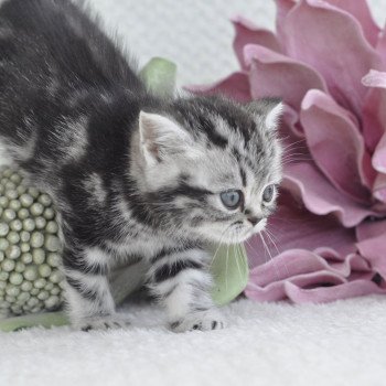 chat British Shorthair black silver blotched tabby Novella Chatterie Nekobaa chat British Shorthair black silver blotched tabby Novella Chatterie Nekobaa