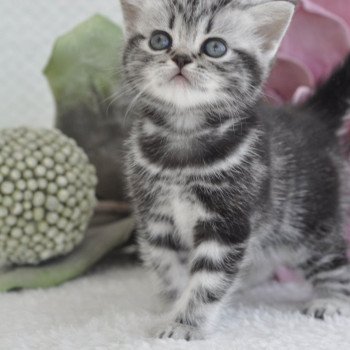 chat British Shorthair black silver blotched tabby Novella Chatterie Nekobaa