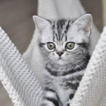 chat British Shorthair black silver blotched tabby Novella Chatterie Nekobaa chat British Shorthair black silver blotched tabby Novella Chatterie Nekobaa