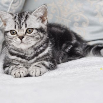 chat British Shorthair black silver blotched tabby Novella Chatterie Nekobaa chat British Shorthair black silver blotched tabby Novella Chatterie Nekobaa