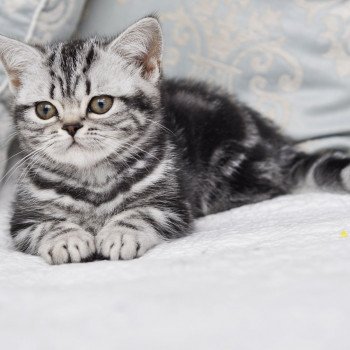 chat British Shorthair black silver blotched tabby Novella Chatterie Nekobaa