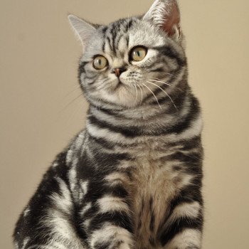 chat British Shorthair black silver blotched tabby Novella Chatterie Nekobaa chat British Shorthair black silver blotched tabby Novella Chatterie Nekobaa