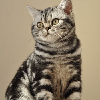 chat British Shorthair black silver blotched tabby Novella Chatterie Nekobaa