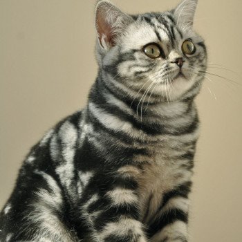 chat British Shorthair black silver blotched tabby Novella Chatterie Nekobaa