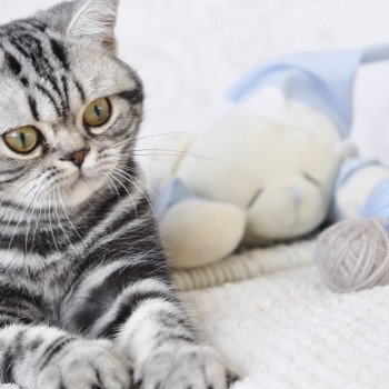 chat British Shorthair black silver blotched tabby Novella Chatterie Nekobaa chat British Shorthair black silver blotched tabby Novella Chatterie Nekobaa