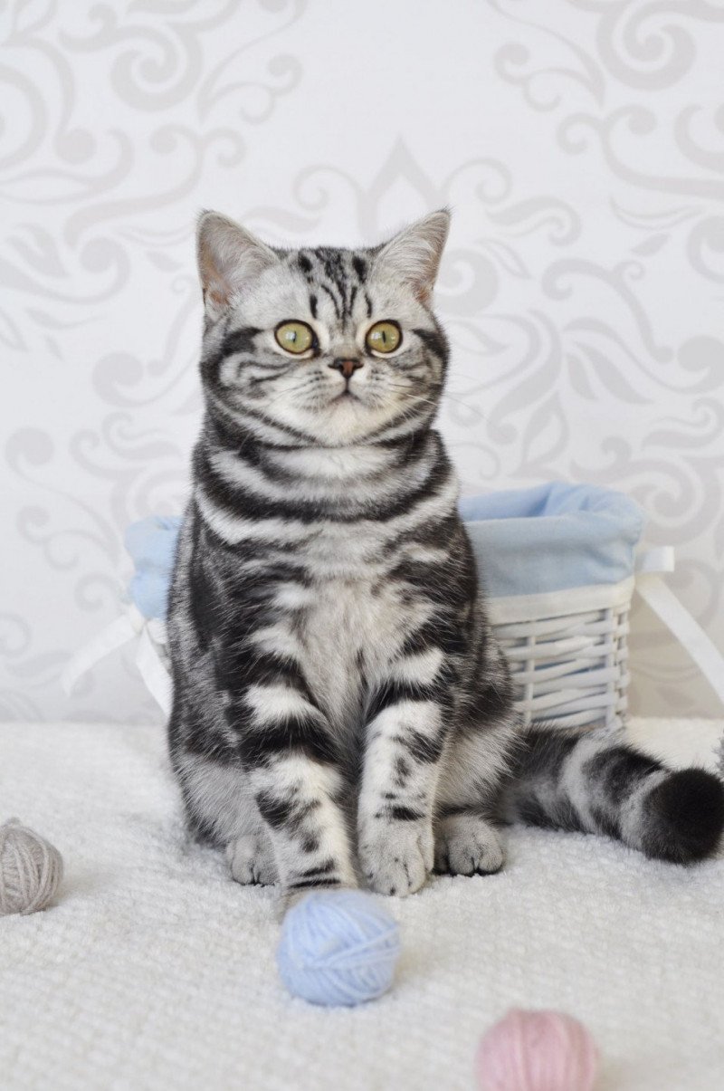 Nodame Femelle British Shorthair Nodame Femelle British Shorthair