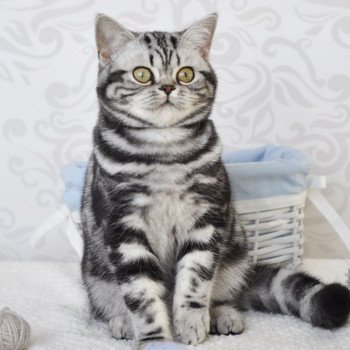 chat British Shorthair black silver blotched tabby Novella Chatterie Nekobaa