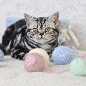 chat British Shorthair black silver blotched tabby Novella Chatterie Nekobaa chat British Shorthair black silver blotched tabby Novella Chatterie Nekobaa