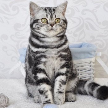 chat British Shorthair black silver blotched tabby Novella Chatterie Nekobaa