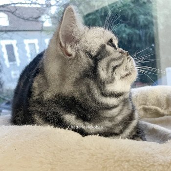 chat British Shorthair black silver blotched tabby Novella Chatterie Nekobaa