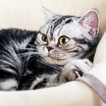 chat British Shorthair black silver blotched tabby Novella Chatterie Nekobaa chat British Shorthair black silver blotched tabby Novella Chatterie Nekobaa