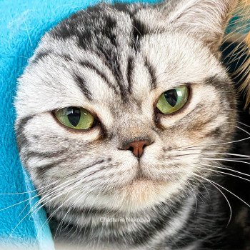 chat British Shorthair black silver blotched tabby Novella Chatterie Nekobaa chat British Shorthair black silver blotched tabby Novella Chatterie Nekobaa