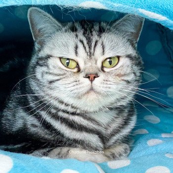 chat British Shorthair black silver blotched tabby Novella Chatterie Nekobaa chat British Shorthair black silver blotched tabby Novella Chatterie Nekobaa