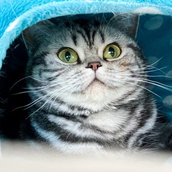 chat British Shorthair black silver blotched tabby Novella Chatterie Nekobaa chat British Shorthair black silver blotched tabby Novella Chatterie Nekobaa