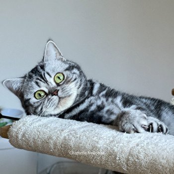 chat British Shorthair black silver blotched tabby Novella Chatterie Nekobaa