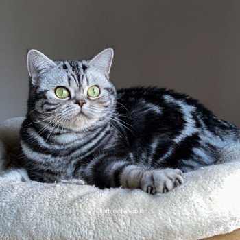 chat British Shorthair black silver blotched tabby Novella Chatterie Nekobaa