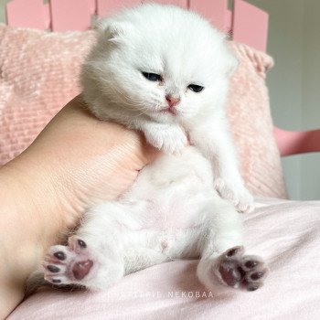 chaton British Shorthair sunshine Obito Chatterie Nekobaa