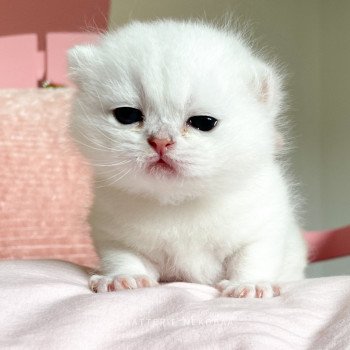 chaton British Shorthair sunshine Obito Chatterie Nekobaa