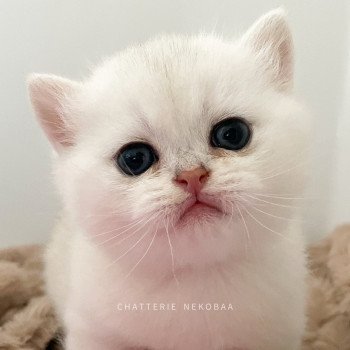 chaton British Shorthair sunshine Obito Chatterie Nekobaa