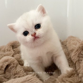 chaton British Shorthair sunshine Obito Chatterie Nekobaa