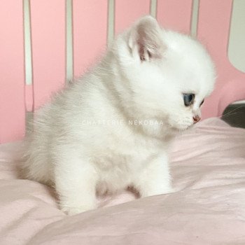 chaton British Shorthair sunshine Obito Chatterie Nekobaa