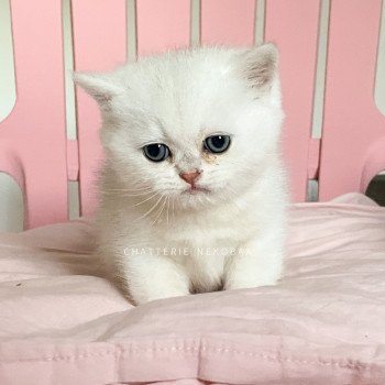 chaton British Shorthair sunshine Obito Chatterie Nekobaa