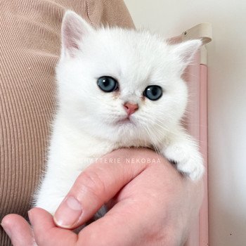 chaton British Shorthair sunshine Obito Chatterie Nekobaa