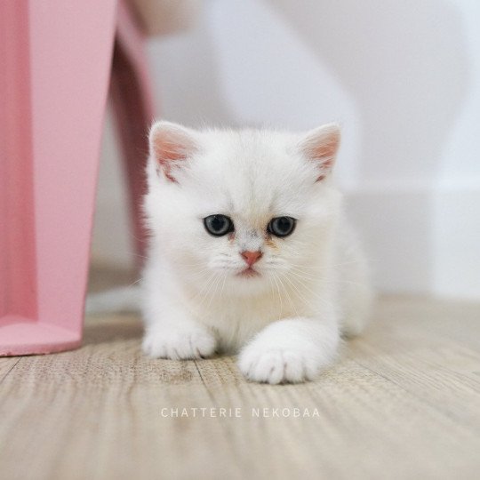 Urrugne Obito Mâle British Shorthair