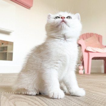 chaton British Shorthair sunshine Obito Chatterie Nekobaa