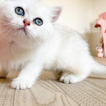 chaton British Shorthair sunshine Obito Chatterie Nekobaa