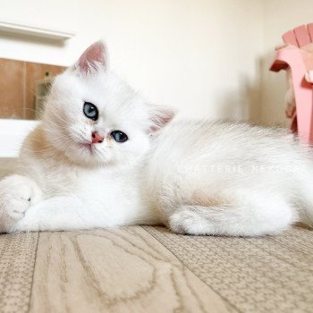 chaton British Shorthair sunshine Obito Chatterie Nekobaa