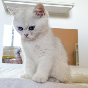 chaton British Shorthair black silver shaded Obito Chatterie Nekobaa