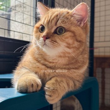 chat British Shorthair chocolate golden blotched tabby Obrass Chatterie Nekobaa chat British Shorthair chocolate golden blotched tabby Obrass Chatterie Nekobaa