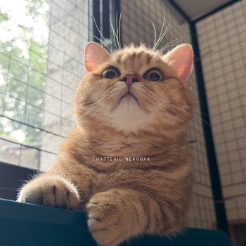 chat British Shorthair chocolate golden blotched tabby Obrass Chatterie Nekobaa chat British Shorthair chocolate golden blotched tabby Obrass Chatterie Nekobaa
