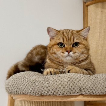 chat British Shorthair chocolate golden blotched tabby Obrass Chatterie Nekobaa chat British Shorthair chocolate golden blotched tabby Obrass Chatterie Nekobaa