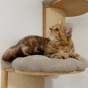 chat British Shorthair chocolate golden blotched tabby Obrass Chatterie Nekobaa chat British Shorthair chocolate golden blotched tabby Obrass Chatterie Nekobaa