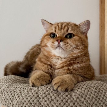 chat British Shorthair chocolate golden blotched tabby Obrass Chatterie Nekobaa chat British Shorthair chocolate golden blotched tabby Obrass Chatterie Nekobaa
